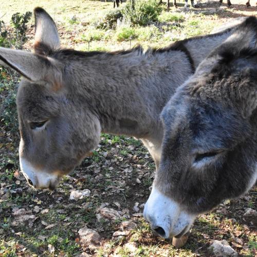 Escap'ânes en Provence